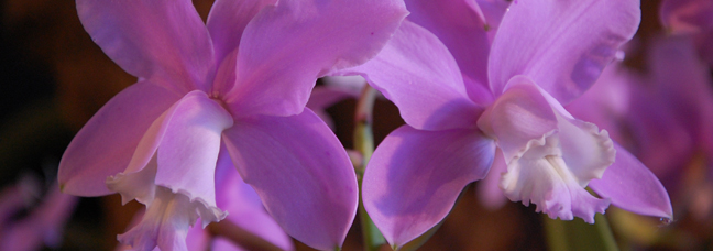 two purple flowers