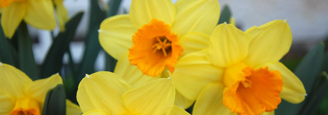 yellow orchids